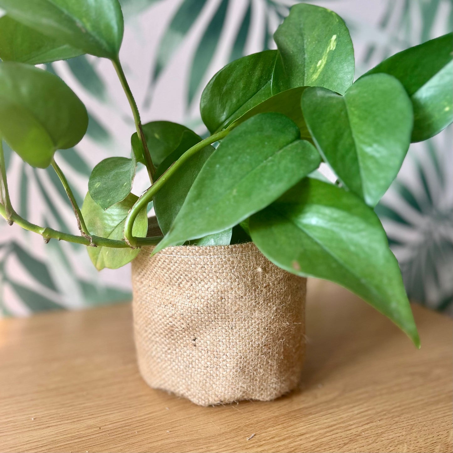Rustic Hessian Burlap Plant Pot Cover, Storage Basket, Mid Century Chic, House Plant Cover, Indoor Planter