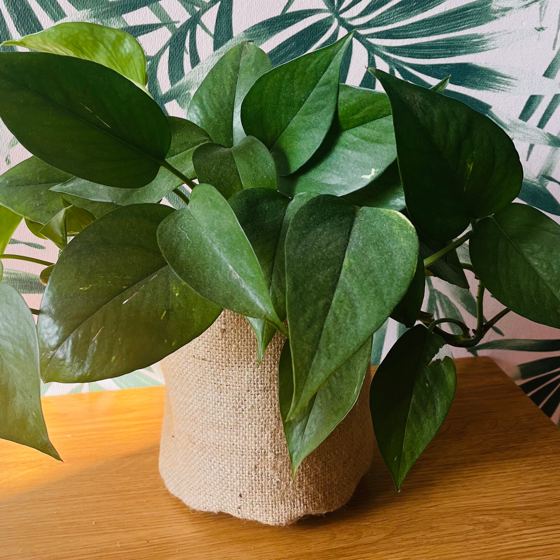 Rustic Hessian Burlap Plant Pot Cover, Storage Basket, Mid Century Chic, House Plant Cover, Indoor Planter