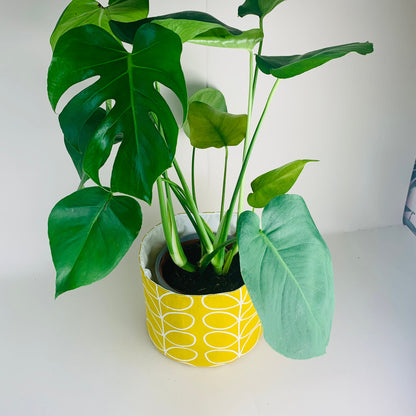 Yellow Stem Orla Kiely Plant Pot Covers: Retro Decor, Multiple Sizes